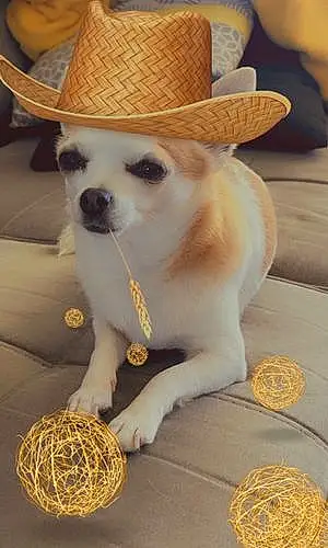 Nom Chihuahua Chien Lola