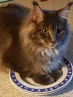 Maine Coon Chat Sergio