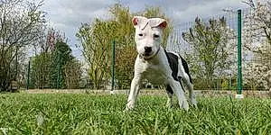 American Staffordshire Terrier Chien Sweety