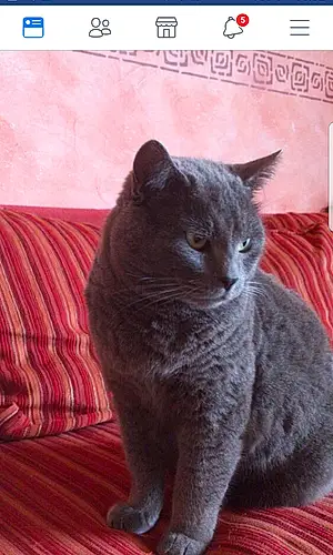 Chartreux Chat O'Malley
