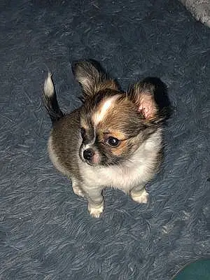 Chihuahua Chien Tess