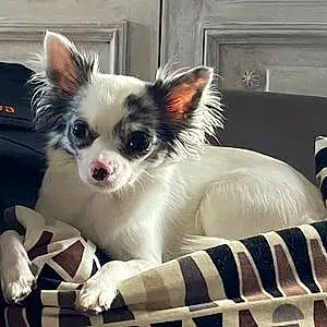Chihuahua Chien Billie