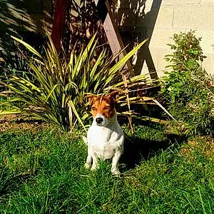 Jack Russell Chien Mister