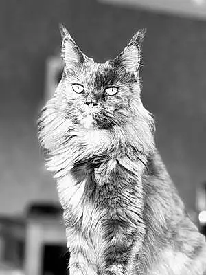 Nom Maine Coon Chat Diva