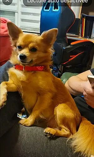 Nom Chihuahua Chien Junior