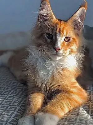 Maine Coon Chat Pluton