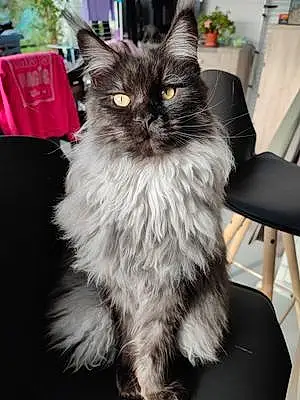 Maine Coon Chat Tyrok