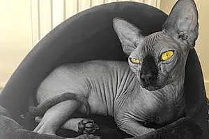 Sphynx Chat Shelby