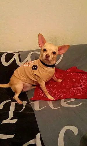 Nom Chihuahua Chien Gena