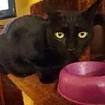 Chat, Felidae, Carnivore, Television, Bombay, Small To Medium-sized Cats, Moustaches, Cat Supply, Pet Supply, Cat Food, Cable Television, Museau, Queue, Domestic Short-haired Cat, Animal Feed, Poil, Pet Food, Chats noirs, Havana Brown, Cat Furniture