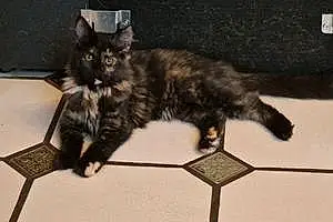 Maine Coon Chat Xena