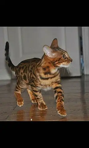 Nom Bengal Chat Intox