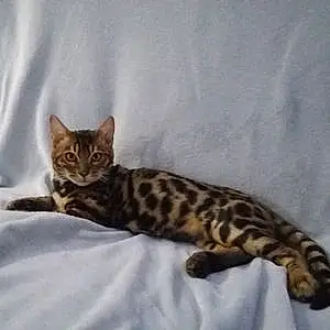 Nom Bengal Chat Shadow