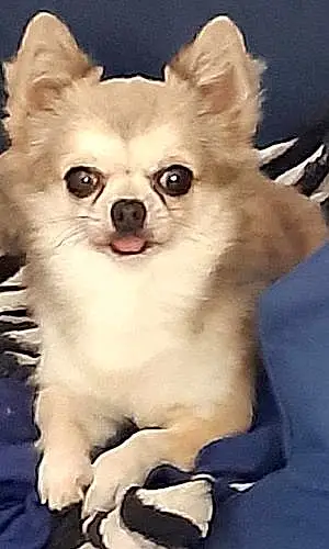 Chihuahua Chien Milou