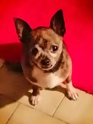 Nom Chihuahua Chien Eliot