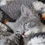 Chat, Plante, Carnivore, Felidae, Grey, Small To Medium-sized Cats, Moustaches, Arbre, Domestic Short-haired Cat, Noir & Blanc, Poil, Patte, Monochrome, Macro Photography, Terrestrial Animal