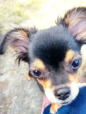 Chihuahua Chien Stitch