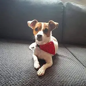 Jack Russell Chien Papaye