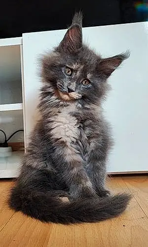 Maine Coon Chat Teka