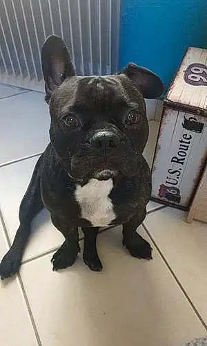 Bouledogue Francais Chien Charly