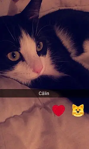 Nom Chat Câlin