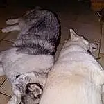 Chien, Race de chien, Carnivore, Grey, Faon, Chien de compagnie, Comfort, Museau, Felidae, Queue, Canidae, Poil, Patte, Moustaches, Working Animal, Small To Medium-sized Cats, Griffe, Sieste, Non-sporting Group