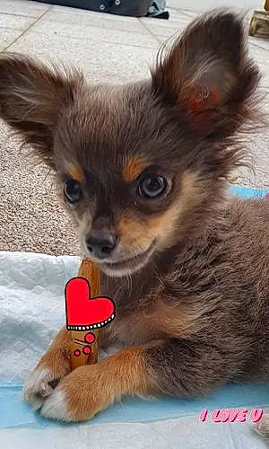 Nom Chihuahua Chien Brigand