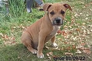 American Staffordshire Terrier Chien Tyron