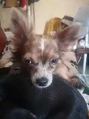 Chihuahua Chien Choupette