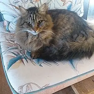 Nom Maine Coon Chat Oreo