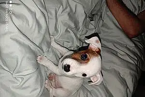Jack Russell Chien Ulysse