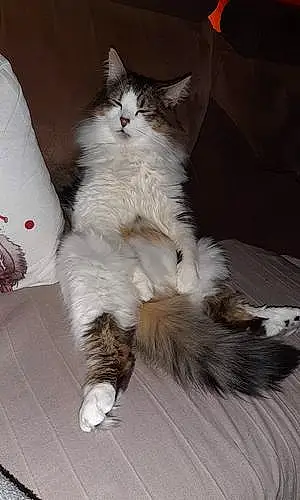 Maine Coon Chat Marley