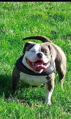 Nom American Bully Chien Déesse