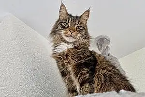 Maine Coon Chat Elvis