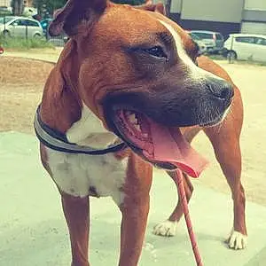Boxer Chien Ruby