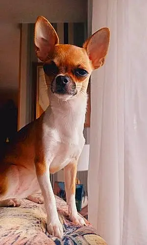 Nom Chihuahua Chien Lolita