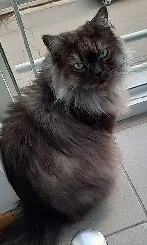 Nom Maine Coon Chat Shadow