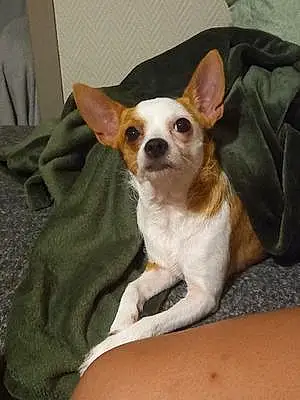 Nom Chihuahua Chien Daisy