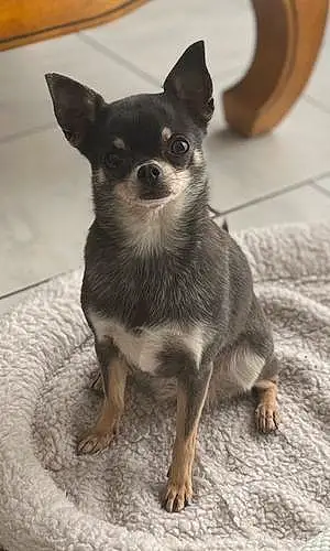 Nom Chihuahua Chien Câline