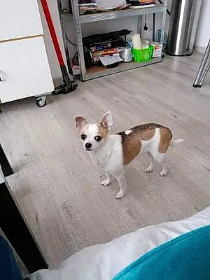 Nom Chihuahua Chien Ines