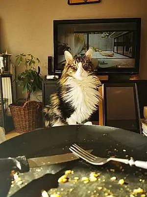 Nom Maine Coon Chat Gus