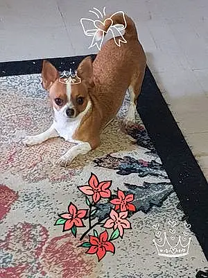 Nom Chihuahua Chien Mandy