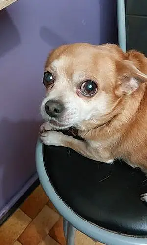 Nom Chihuahua Chien Handy