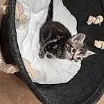 Chat, Comfort, Felidae, Carnivore, Grey, Small To Medium-sized Cats, Cat Bed, Bag, Moustaches, Cat Supply, Bois, Queue, Luggage And Bags, Poil, Domestic Short-haired Cat, Linens, Hardwood, Baggage, Couch, Patte