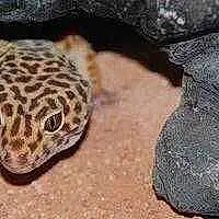 Nom Lézard Gecko