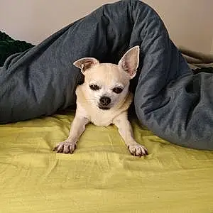 Chihuahua Chien Flacky