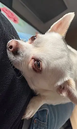 Chihuahua Chien Newtoon