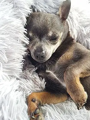 Nom Chihuahua Chien Aldo