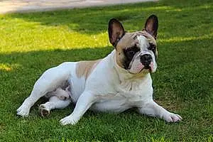 Bouledogue Francais Chien Charly