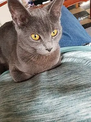 Nom Chartreux Chat Canabis